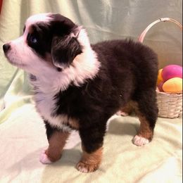 Miniature Australian Shepherd Puppies from Liberty Luck Mini Aussies