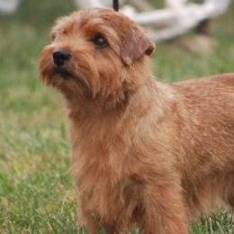 Norfolk Terriers from Bliss Creek Norfolks