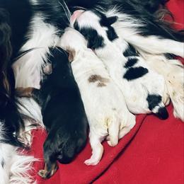 Girl 2 name TBD - Black and white female Cavapoo puppy in Modesto, California from Molly n Friends