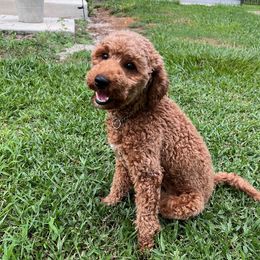 Sandee - Goldendoodle