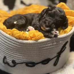Loon - Black and white male Bernedoodle puppy in Coopersburg, Pennsylvania from Deutsch Hund Haus