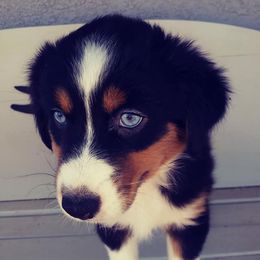 Australian Shepherds from Rusty Bucket Australian Shepherds