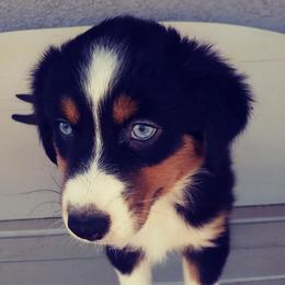 Australian Shepherds from Rusty Bucket Australian Shepherds