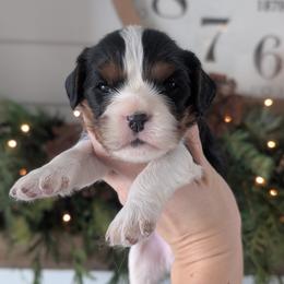 Milo - Tri-color male Cavalier King Charles Spaniel puppy in Stevens, Pennsylvania from Jodi's Cavalier King Charles Spaniels and Cavapoos