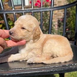 Matthew - Apricot male Pyredoodle puppy in Bowling Green, Ohio from FDF Pyredoodles & Bernedoodles