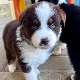 Sassy - Red tri-color female Australian Shepherd puppy in Putnam County, New York from Highland Haven Australian Shepherds