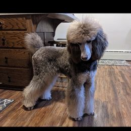 Poodle Puppies from PaintersPreciousPoodles