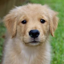 Orange Girl - Dark golden female Golden Retriever puppy in Trenton, Texas from Scout's Legacy Golden Retrievers