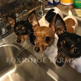 Toy Fox Terrier All Grown Up from Foxridge Farms