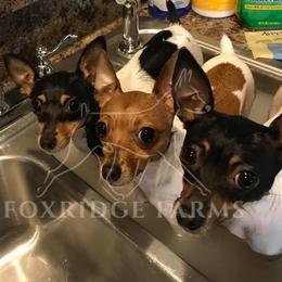 Toy Fox Terrier All Grown Up from Foxridge Farms