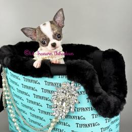 Tiny Huda - Chocolate brindled fawn female Chihuahua puppy in Anderson, South Carolina from Lil Treasures Chihuahuas