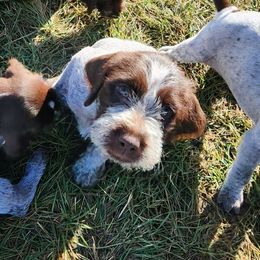 Boy 4 - Brown and gray male Wirehaired Pointing Griffon puppy in Emmett, Idaho from Idaho Wirehaired Pointing Griffons