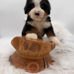 Flipa - Tri-color male Bernedoodle puppy in Ocala, Florida from Bernedoodles of Florida