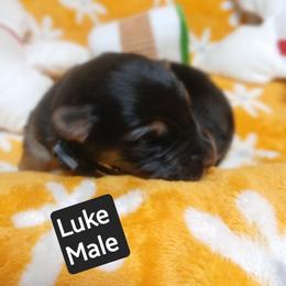 Luke Black Collar - Black and red male German Shepherd puppy in Bedias, Texas from TiPi S Ranch's German Shepherds