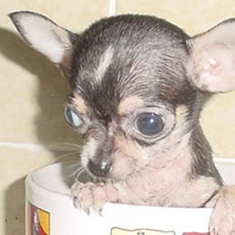Chihuahuas and Cocker Spaniels from D&D Hill Country Cockers and Chihuahuas