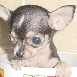 Chihuahuas and Cocker Spaniels from D&D Hill Country Cockers and Chihuahuas