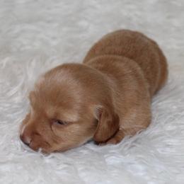 Cream girl - Cream female Dachshund puppy in Lily, Kentucky from Little Acres Miniature Dachshunds