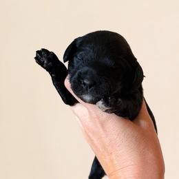 Sierra - Black and chalk female Australian Labradoodle puppy in Millville, California from Hope Lane Kennels