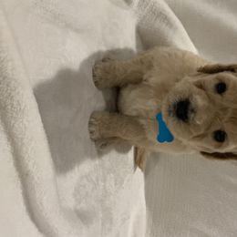 Goldendoodle and Poodle Puppies from Megan Lennox