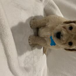 Goldendoodle and Poodle Puppies from Megan Lennox