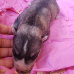 Candy - Gray and white female Siberian Husky puppy in Mccool Junction, Nebraska from Sininger Lagoon