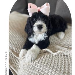 Tater salad - Black and white female Bernedoodle puppy in New Harmony, Indiana from Cottonwood Farms