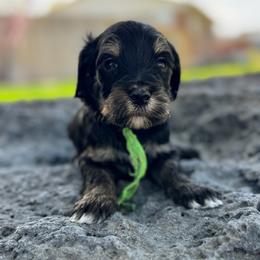 Colorado Green - Phantom male Goldendoodle puppy in Twin Falls, Idaho from Magic Valley Family Doodles