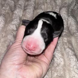 Aspen - Black brindle and white female Bull Terrier puppy in Springfield, Ohio from Lynn Hill Bull Terriers