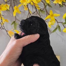 Jeff- Large Black - Black male Miniature Schnauzer puppy in Hertford, North Carolina from Little Bug Schnauzers