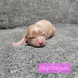 Pink Collar Female - Golden female Cockapoo puppy in Mocksville, North Carolina from Hunting Creek Farm & Kennel