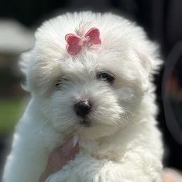 Coton de Tulear and Golden Retriever Puppies from Four Lochs LLC