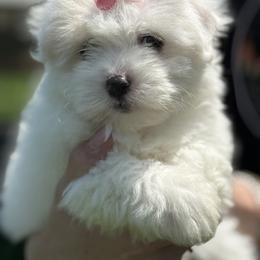 Coton de Tulear and Golden Retriever Puppies from Four Lochs LLC