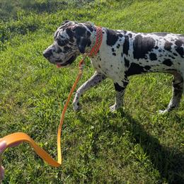 Dallas - Harlequin male Great Dane puppy in Milford, Pennsylvania from R&R Breeding and Pet Care