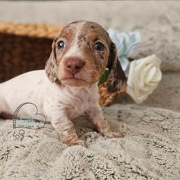 Tucker smooth dapple pie male - Chocolate and tan male Dachshund puppy in Herald, California from Bluegum Dachshunds