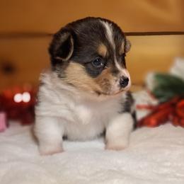 Cassiopeia - Black and white female American Corgi puppy in Gouverneur, New York from St. Lawrence Corgis