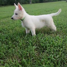 Joan Jett - White female German Shepherd puppy in Grimes County, Texas from Double H German Shepherds