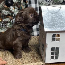 Shih Tzu Puppies from Socal Mother Of Shih Tzus