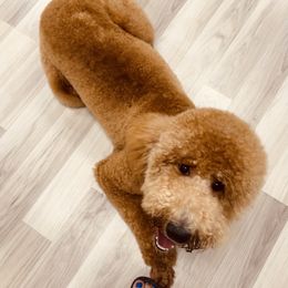 Goldendoodle Puppies from Labradoodleday