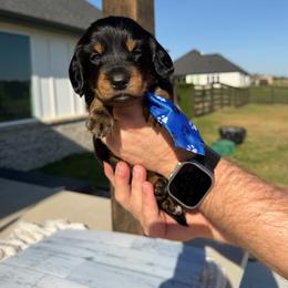Black and Tan - Black and tan male Dachshund puppy in Fort Worth, Texas from Honey B’s Doxies