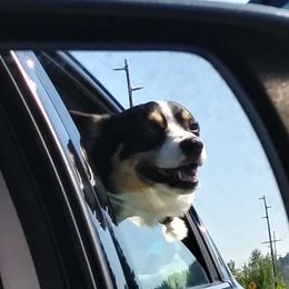 Louie - Pembroke Welsh Corgi