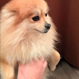 Lilla - Pomeranian