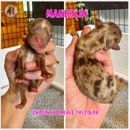Mandolin - Merle female Bernedoodle puppy in Banner Elk, North Carolina from Walnut Tree Bernedoodles