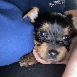 Cane Corso and Yorkshire Terrier Puppies from Alldae Guardians