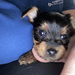 Cane Corso and Yorkshire Terrier Puppies from Alldae Guardians