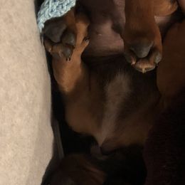 Dachshund Puppies from Edwards’ Dachshunds