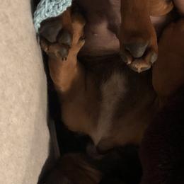 Dachshund Puppies from Edwards’ Dachshunds