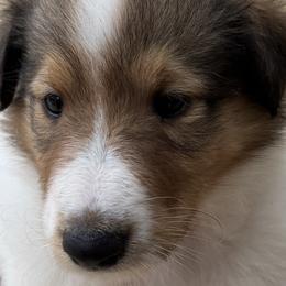 Collie Puppies from Hedge Haven Farm