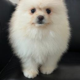 Linda - White female Pomeranian puppy in Granada Hills, California from Pomeranian