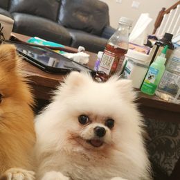 Pomeranians from Sherlock’s Poms