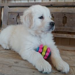 Golden Retriever Puppies from White Valley Goldens